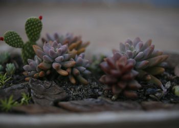 Urban Gardening: How to Grow Plants in Small Spaces