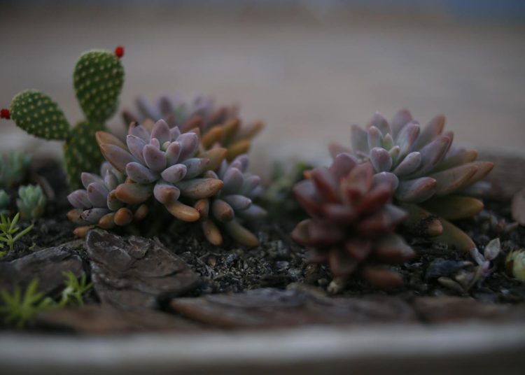 Urban Gardening: How to Grow Plants in Small Spaces