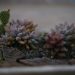 Urban Gardening: How to Grow Plants in Small Spaces